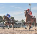 Carrera: P.Loto Turf | Caballo: Osado