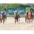 Carrera: P.Loto Turf | Caballo: Osado