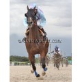 Carrera: P.Loto Turf (Am-Ge) (Venta) | Caballo: Madrugar | Monta: Sr.Carmena M.