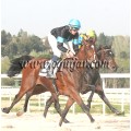 Carrera: P.Loto Turf | Caballo: Splitter | Monta: J.Crocquevieille
