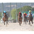 Carrera: P.Loto Turf | Caballo: Splitter | Monta: J.Crocquevieille