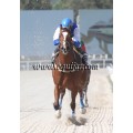 Carrera: P.Nespresso | Caballo: Flying Flute | Monta: D.Delgado