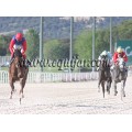 Carrera: P.Patrimonio Nacional | Caballo: Usaquen | Monta: J.Crocquevieille