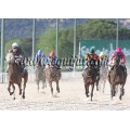 Carrera: P.Loto Turf (Venta) | Caballo: Prisca Vivaz