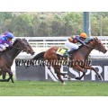 Carrera: P.Loto Turf (Venta) | Caballo: Harry Can Say
