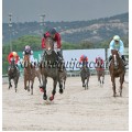 Carrera: P.Cría Nacional | Caballo: Lionel Star (FR) | Monta: J.L.Borrego