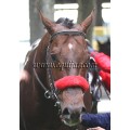 Carrera: P.Loto Turf | Caballo: Newby