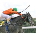 Carrera: P.Patriminio Nacional (Am-Ge) | Caballo: Special Request | Monta: Sr.Pineda G.