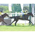 Carrera: P.Cría Nacional | Caballo: Risby (IRE) | Monta: J.Crocquevieille