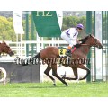 Carrera: P.Cruzcampo | Caballo: Le Courlis | Monta: R.Ramos
