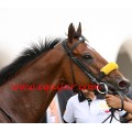 Carrera: P.P.Quintuple Plus-Santiago galaz | Caballo: Secretside