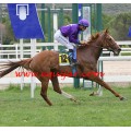 Carrera: P.Loto Turf-Hector Licudi | Caballo: Via Meydan | Monta: V.Janacek