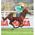 Carrera: P.Loto Turf | Caballo: Medici Palace | Monta: J.Crocquevieille