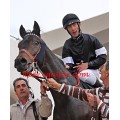 Carrera: P.Loto Turf | Caballo: Royal Imari | Monta: O.Ortiz de U.