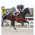 Carrera: P.Prosegur | Caballo: Aratz