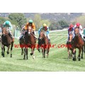 Carrera: P.Loto Turf | Caballo: Liniberto | Monta: M.Secci