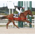 Carrera: P.Loto Turf | Caballo: Colorin