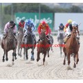 Carrera: P.Loto Turf | Caballo: Colorin
