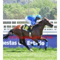 Carrera: P.Loto Turf  (Am-Ge) | Caballo: Band Karo | Monta: Sr.Carmena M.