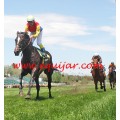 Carrera: P.P.I.O.F.  (Am-Ge) | Caballo: Alonso | Monta: Sr.Sarabia D.A.