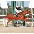 Carrera: P.Loto Turf | Caballo: Colorin | Monta: C.Fernández B.