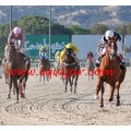 Carrera: P.Loto Turf | Caballo: Colorin | Monta: C.Fernández B.