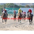 Carrera: P.Marca | Caballo: Baboso Nov | Monta: M.Secci
