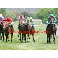Carrera: P.Loto Turf | Caballo: Black Dibel | Monta: J.C.Jarcovsky