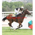 Carrera: P.Cruzcampo | Caballo: Albuhera | Monta: J.Horcajada
