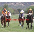 Carrera: P.Prosegur | Caballo: Karluv Most | Monta: C.Nora