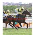 Carrera: P.Marca | Caballo: Risby (IRE) | Monta: J.Crocquevieille