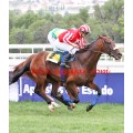 Carrera: P.Ifniri | Caballo: Bailongo | Monta: R.Montenegro