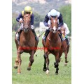 Carrera: P.Reltaj | Caballo: Mou the Special | Monta: R.Montenegro