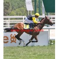 Carrera: P.Martorell | Caballo: Albuhera | Monta: C.Nora