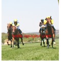 Carrera: P.Martorell | Caballo: Albuhera | Monta: C.Nora