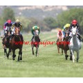 Carrera: P.HSM-Hebecourt | Caballo: Almazora | Monta: J.Crocquevieille