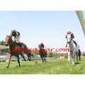 Carrera: P.HSM-Hebecourt | Caballo: Almazora | Monta: J.Crocquevieille