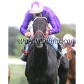 Carrera: P.Chequemotiva | Caballo: Foreign Raider | Monta: M.Borrego