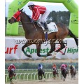 Carrera: P.Loto-Turf | Caballo: Madrugar