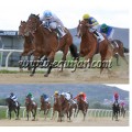 Carrera: P.MAPA | Caballo: Dody | Monta: B.Fayos