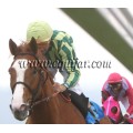 Carrera: P.Loto Turf | Caballo: Entre Copas