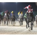 Carrera: P.Loto Turf | Caballo: Ardales | Monta: A.A.Gallardo