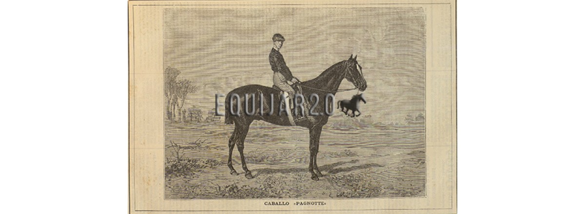 Primer Semental de PSI en España